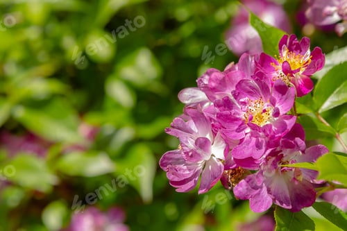 Preview: Blue Rambling Rose (Sort Veilchenblau) In Garden