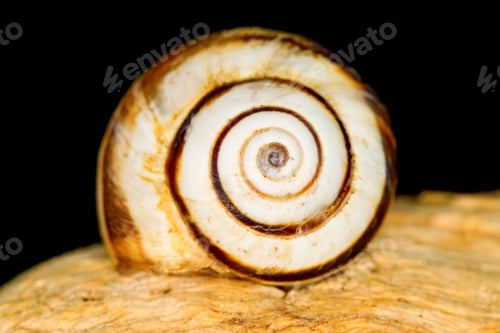Preview: Snail Shell. Natural Colors And Background.
