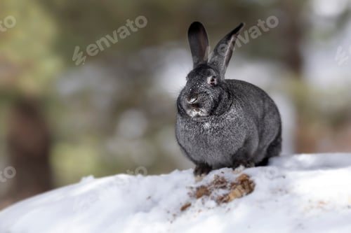 Preview: Rabbit. Winter Forest Nature Background.