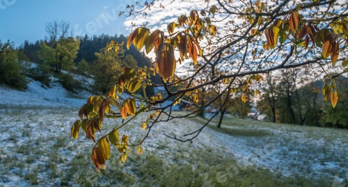 Preview: Misty Forest At Sunrise