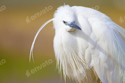 Preview: Beautiful White Heron. Colorful Nature Background. Heron: Little Egret. Egretta Garzetta.