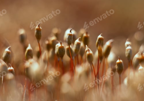 Preview: Springtime Moss