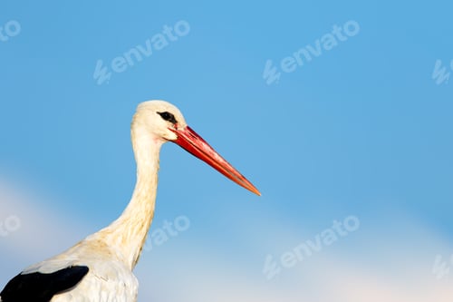 Preview: Cute Bird Stork. Blue White Sky Background.