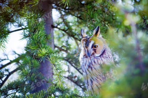 Preview: Forest And Owl. Green Pine Tree Background.