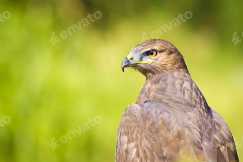 Preview: Hawk Portrait. Green Nature Background Long Legged Buzzard / Buteo Rufinus