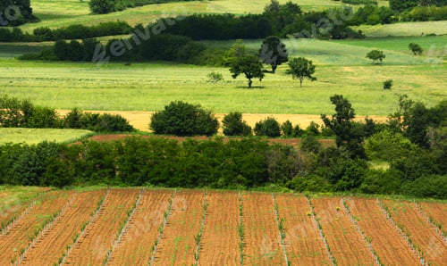 Preview: Summer View Of Green Land With Fields And Gardens