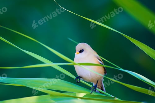 Preview: Cute Bird. Green Nature Background. Bearded Reedling. Panurus Biarmicus.