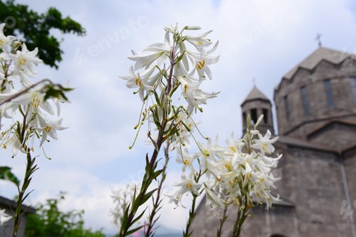 Preview: Lilium Longiflorum (Easter Lily) On Bokeh Church Background