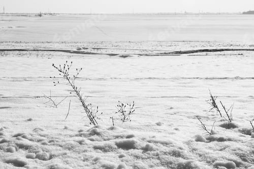 Preview: Winter Landscape With Dried Plants