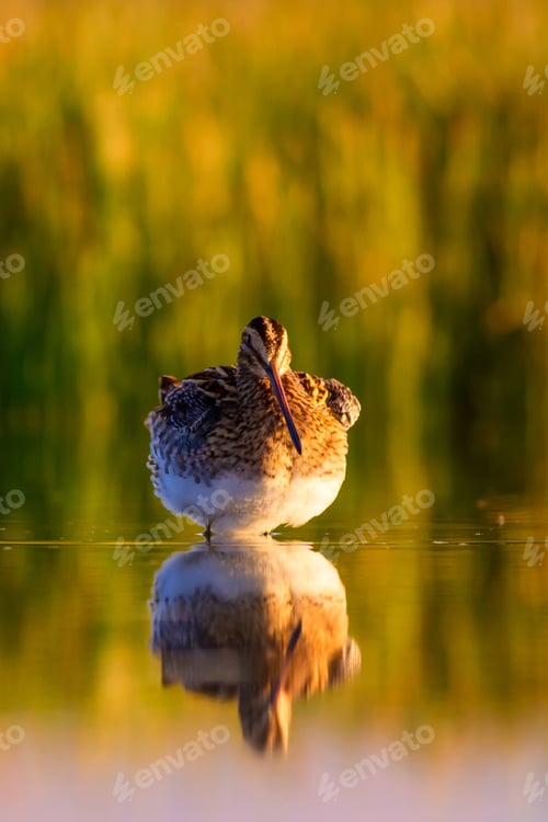 Preview: Nature And Bird. Nature Background. Bird: Common Snipe. Gallinago Gallinago.