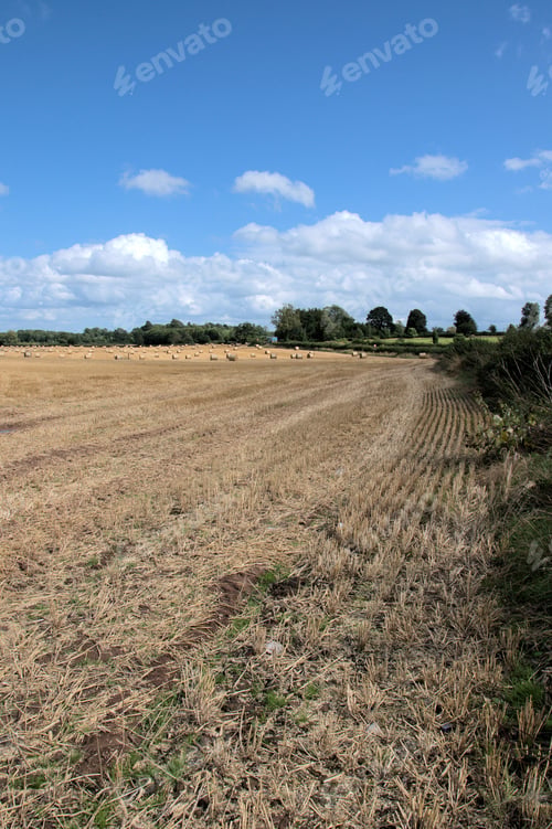 Preview: Straw Bales In A Summer Field.