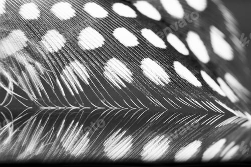 Preview: Guinea Hen Feather With Dark Background