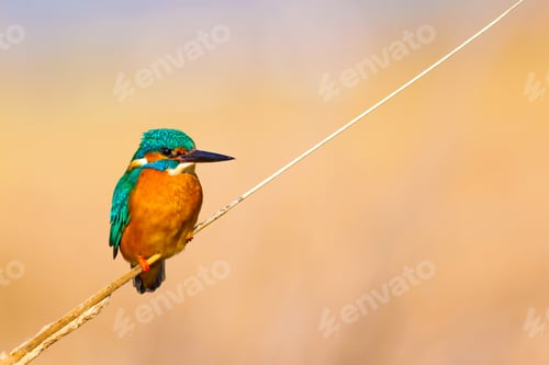 Preview: Cute Bird Kingfisher. Yellow Nature Background. Common Kingfisher Alcedo Atthis