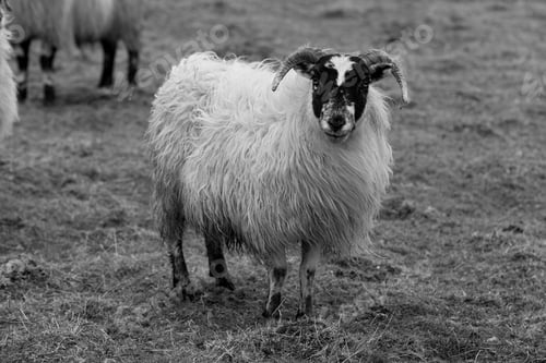 Preview: Scottish Blackface Sheep In The Scottish Highlands
