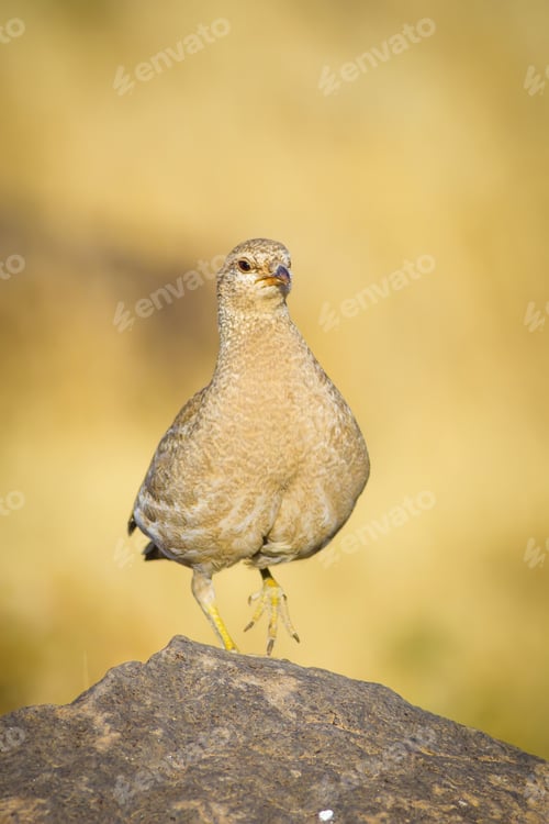 Preview: Cute Yellow Partridge Yellow Background See See Partridge Ammoperdix Griseogularis