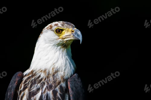 Preview: African Fish Eagle