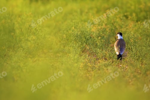 Preview: Green Nature Background And Bird. Bird: Spur Winged Lapwing. Vanellus Spinosus. Bafa Lake Turkey.