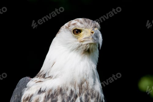 Preview: African Fish Eagle (Haliaeetus Vocifer)