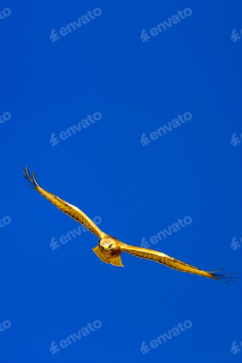 Preview: Flying Wild Bird. Blue Sky Background.