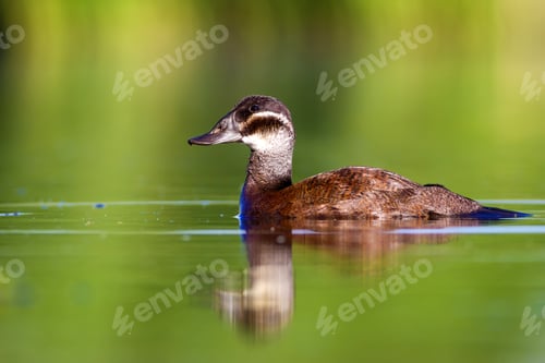 Preview: Swimming Duck. Green Lake Nature Background. Bird: White Headed Duck. Oxyura Leucocephala.