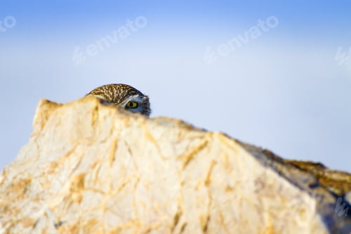 Preview: Little Owl And Winter Background. White Blue Background. Little Owl Athene Noctua