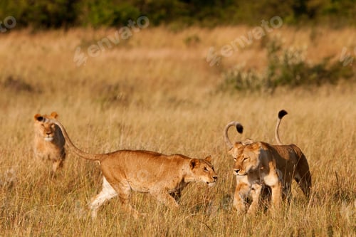Preview: African Lionesses In The Maasai Mara National Park, Kenya