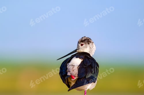 Preview: Common Water Bird. Black Winged Stilt. Himantopus Himantopus. Green Blue Nature Background.