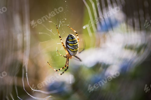 Preview: Spider Sitting On His Web