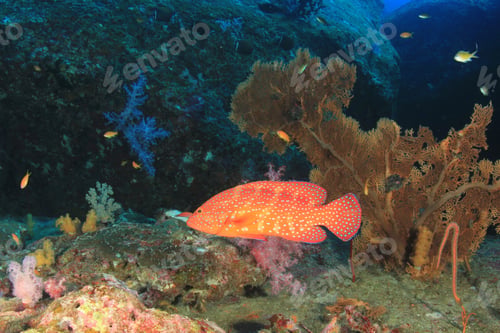 Preview: Coral Reef Underwater. Tropical Fish In Ocean.