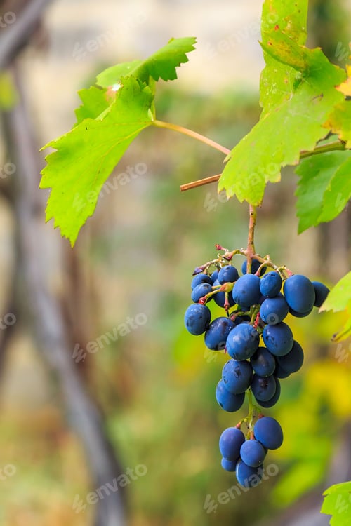 Preview: Bunch Of Blue Grapes With Green Leaves Hanging On A Vine In The Vineyard Abstract Blurred Background