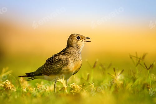 Preview: Cute Bird. Colorful Nature Background. Collared Pratincole / Glareola Pratincola