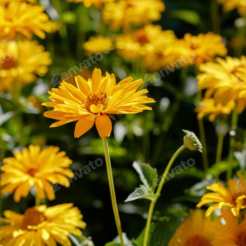Preview: Yellow Daisies On The Flower Bed. Genus Of Herbaceous Annuals And Perennials Heliopsis (Heliopsis).