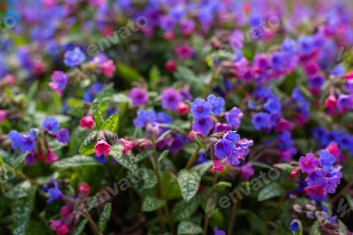 Preview: Beautiful Flowers Of Lungwort In The Garden. Purple Floral Background.Pulmonaria Officinalis