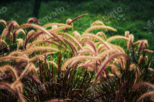 Preview: Wheat After Autumn Harvest