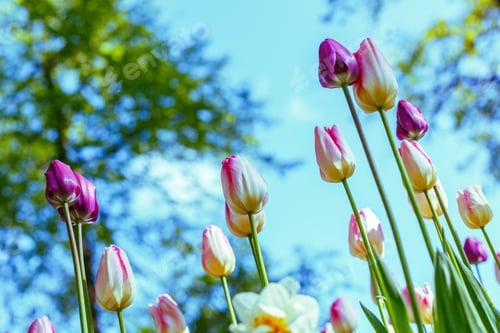 Preview: Beautiful Multicolored Tulips On A Blue Sky Background Garden Or Park On A Sunny Day. The Natural
