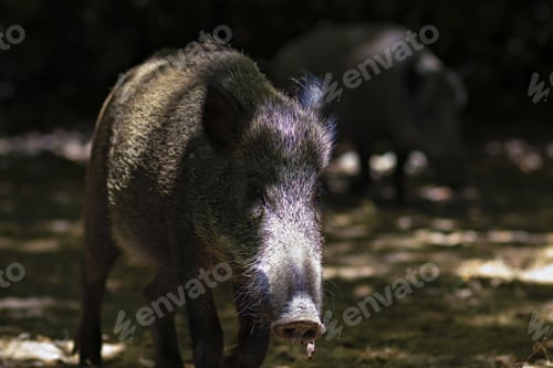 Preview: Wild Boar. Forest Background.