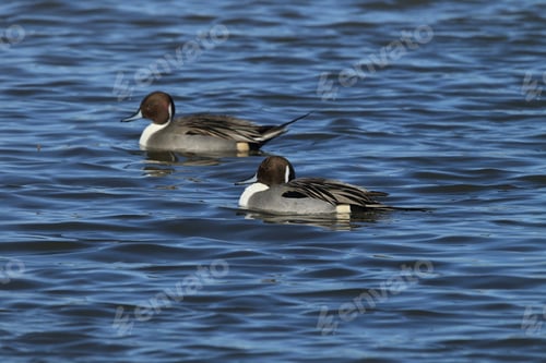 Preview: Northern Pintail Ducks Wintering At Bosque Del Apache National Wildlife Refuge In New Mexico