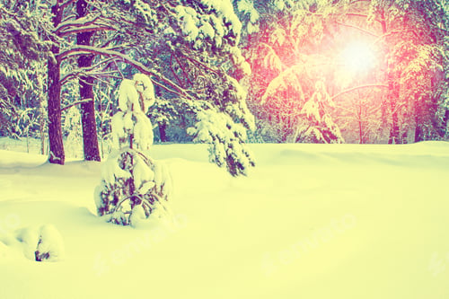 Preview: Frozen Winter Forest With Snow Covered Trees. Outdoor