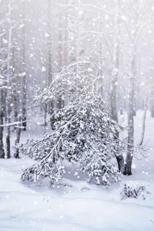 Preview: Winter. Snowfall. Photo.