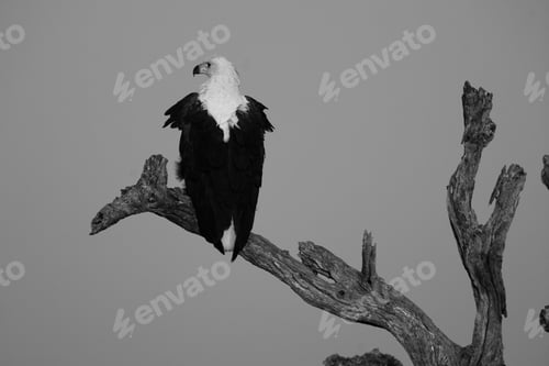 Preview: African Fish Eagle (Haliaeetus Vocifer) In The Kruger National Park, South Africa
