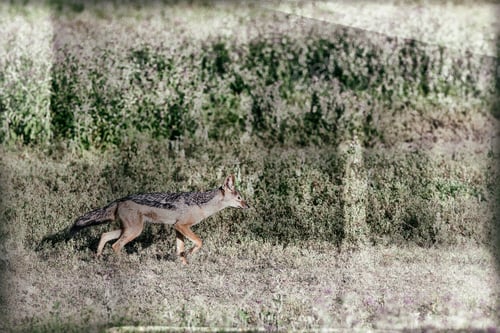 Preview: Vanishing Africa: Vanishing Africa: Vintage Style Image Of A Jackal In The Ngorongoro Crater