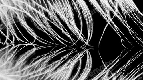 Preview: Guinea Hen Feather With Dark Background