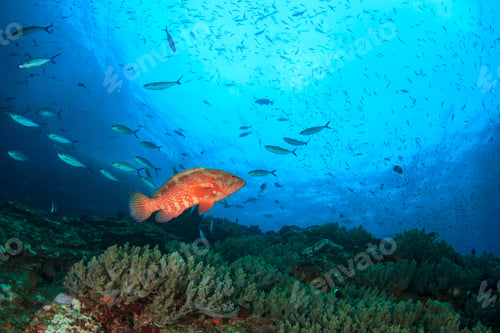 Preview: Coral Grouper Fish On Underwater Ocean Reef