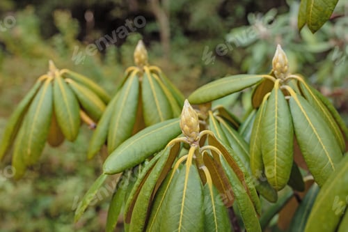 Preview: The Flower Buds Of The Evergreen Rhododendron In The Autumn Park