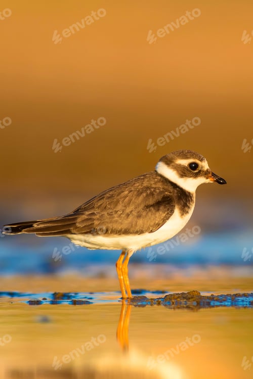 Preview: Cute Little Bird. Yellow Sand Background. Bird: Common Ringed Plover. Charadrius Hiaticula.