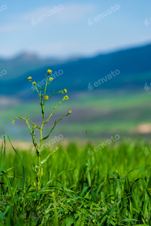 Preview: Yellow Wildflowers On Bokeh Mountain Background, Armenia