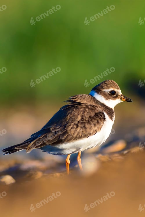 Preview: Cute Little Bird. Yellow Sand Background. Bird: Common Ringed Plover. Charadrius Hiaticula.