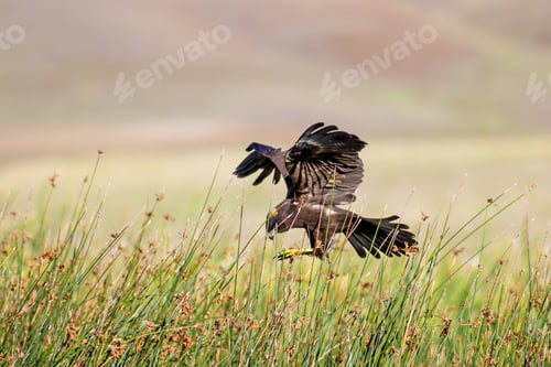 Preview: Hunting Hawk. Bird Of Prey. Colorful Nature Background. Bird: Western Marsh Harrier.