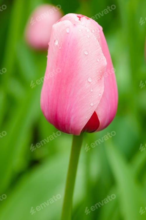 Preview: Pink Flower Of Tulip Sort Ligth And Dreamy. Hybrids Of Tulips - A Beautiful Spring Bulbs. Growing