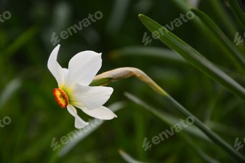 Preview: Narcissus Spring Flower